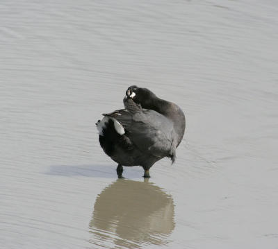 Coot, bathing