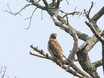 Female Red Shoulder Hawk