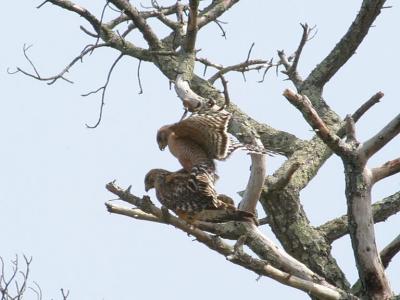 Mating Red Shouldered Hawks