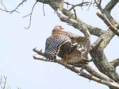 Mating Red Shouldered Hawks