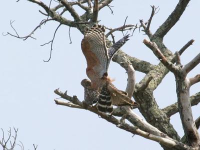 Mating Red Shouldered Hawks