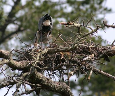 3/26/06 Sitting on the Nests