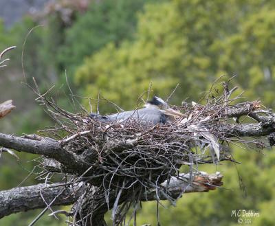 Sitting on the nest in the wind