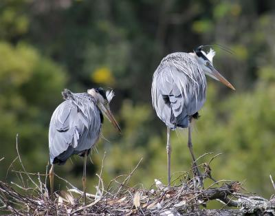 Pair standing on nest after male arrive to take over incubation of eggs