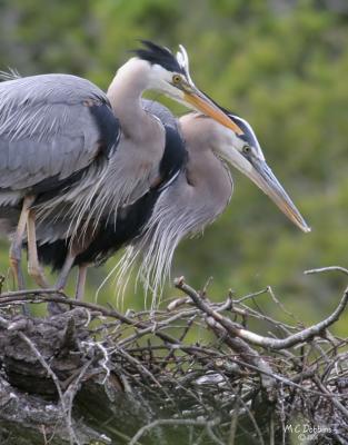 Nesting Herons 2006