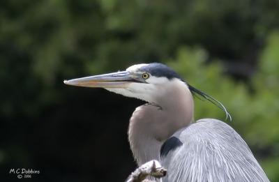 Beak Deformity of Male Parent