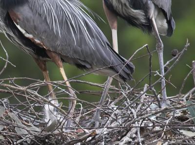 Chick looks at parents feet in Nest 2