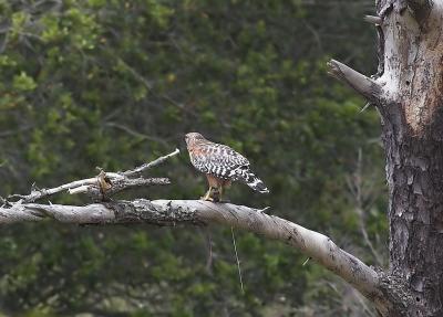 Male RS Hawk with Prey