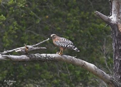 Male RS Hawk with full crop