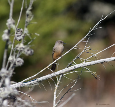 Say's Phoebe