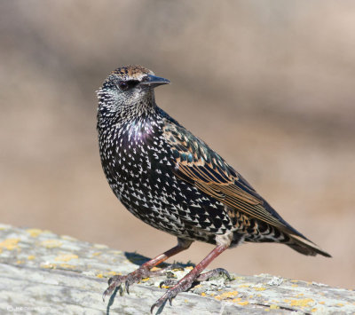 Starling