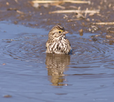 Savannah Sparrow