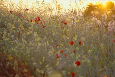 Athens308SunsetFilopappos.jpg