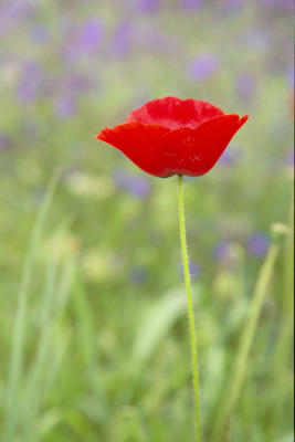 Delphi227PoppyField.jpg