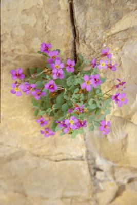 Vikos275Wildflower.jpg