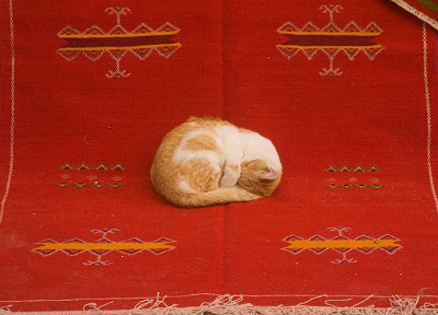 CarpetCat5354SM.jpg
