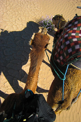 CamelSnacking008SM.jpg