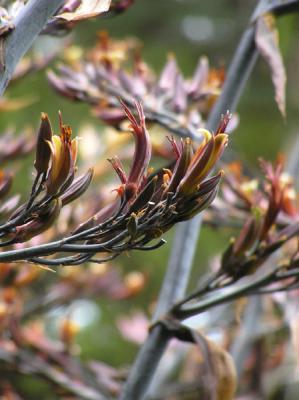 Flax Bush Flower.jpg
