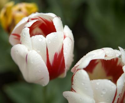 Red-and-White-Tulips.jpg