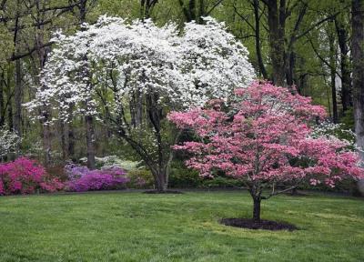Spring-Trees.jpg