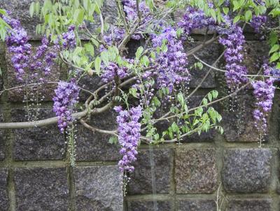 Wisteria.jpg