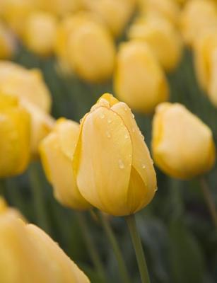 Yellow-Tulips.jpg