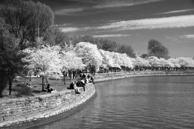 Tidal Basin during Cherry Blossom Season