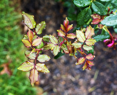 Rose bush leaves after rain