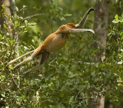 Flying Proboscis Monkey