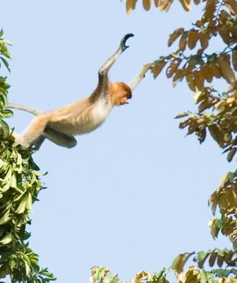 Flying Proboscis Monkey