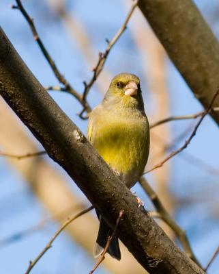 g3/77/321777/3/55919737.GreenFinch3.jpg