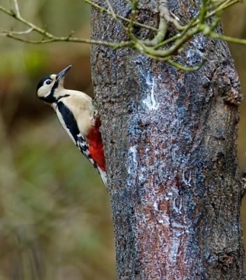 Woodpecker Female