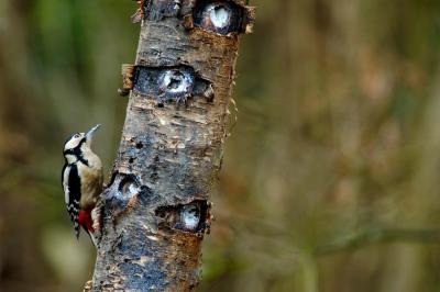 Woodpecker Female