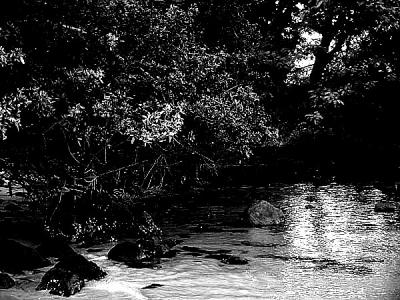 gua e rvores - P & B