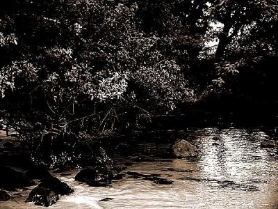 gua e rvores - spia
