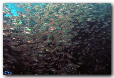 Red sea - Eilat (March 2009)