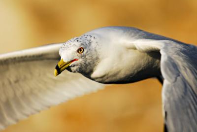 g3/77/360177/3/56382760.gull4pb.jpg