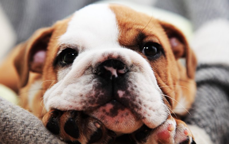 Edwige the small English bulldog