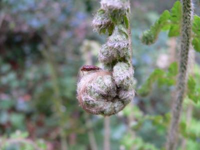 A berry louse on a fern shoot