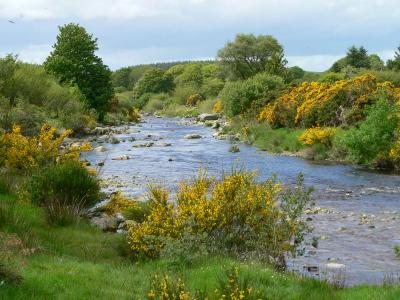 Irish creek