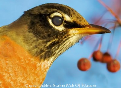 D300-1-10-09-15Robin.jpg