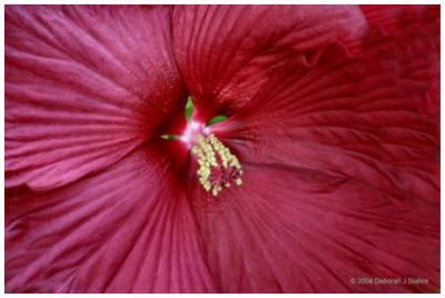 Hibiscus Discus