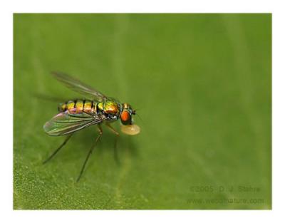 Condylostylid Long-legged Fly With Ant Egg?