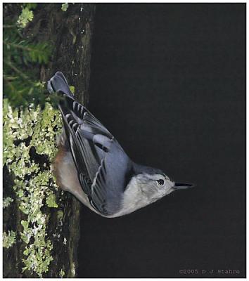Evening Nuthatch