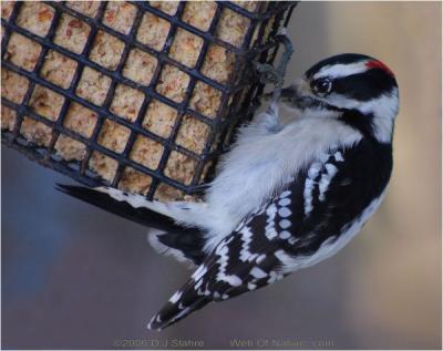 Downy Woodpecker At Pepper Suet
