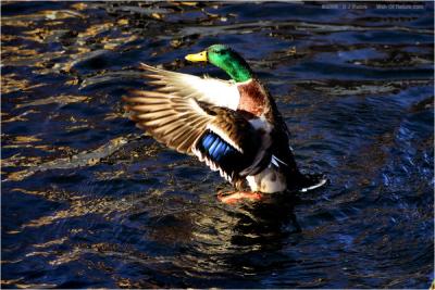 g3/77/376377/3/54858609.DR20061120167MallardFlap.jpg