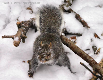 Man! This Snowstorm Is Hiding All My Peanuts!!!