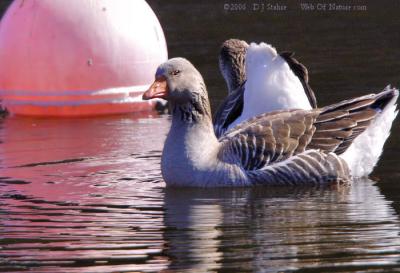 g3/77/376377/3/57484386.20D2006318161NewmarketGeese.jpg