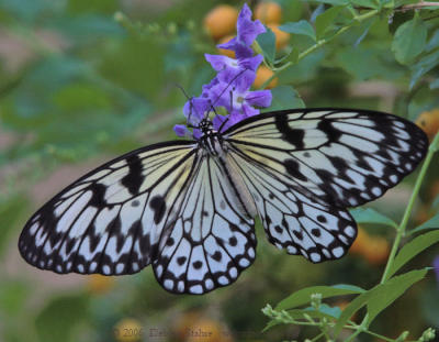 Rice Paper (Idea leuconoe)