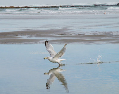 Gull With Crab